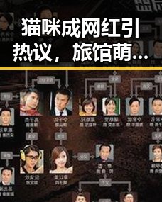 猫咪成网红引热议，旅馆萌宠引发网友疯狂追捧
