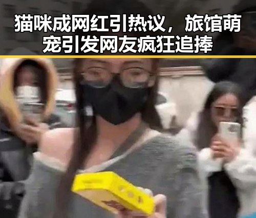 猫咪成网红引热议,旅馆萌宠引发网友疯狂追捧